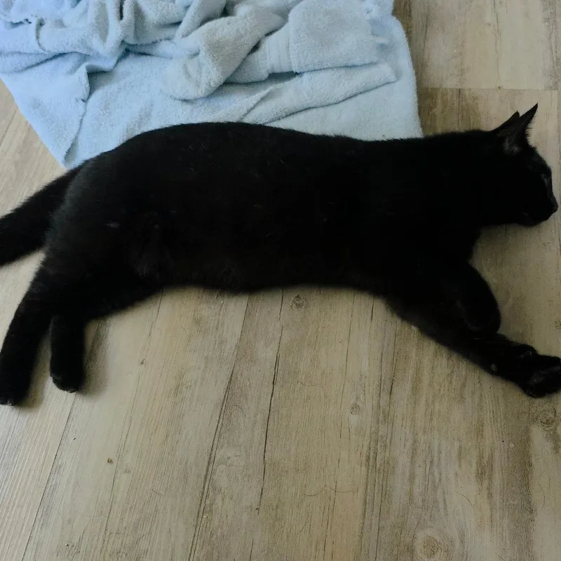 Sorrengail thumbnail 6