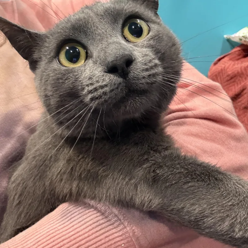 A young medium-sized male Gray / Blue / Silver Domestic Short Hair cat named Aslan for adoption in Frewsburg, NY