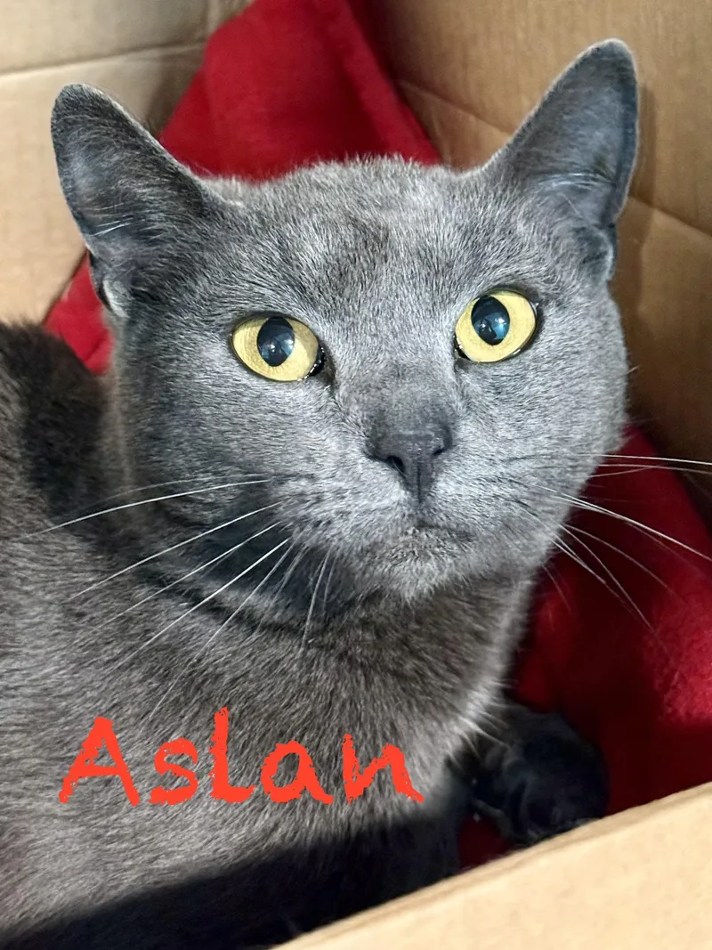Aslan thumbnail 2