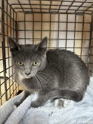 A baby small-sized female Domestic Short Hair cat named Ghost for adoption in Honolulu, HI