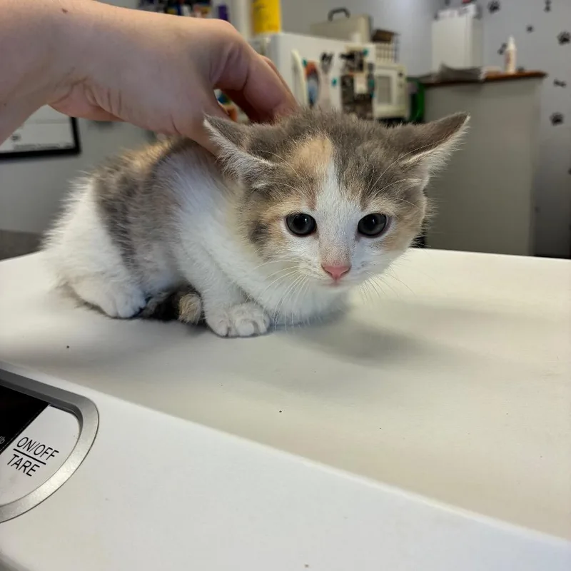 A baby small-sized female Calico Domestic Medium Hair cat named Three for adoption in Morganfield, KY