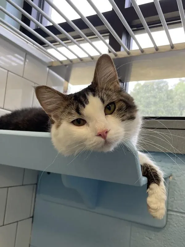 A young medium-sized male Domestic Medium Hair cat named Tucker for adoption in Roanoke, VA