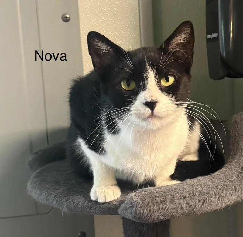 A young medium-sized female White Domestic Short Hair cat named Nova for adoption in Ulster, PA