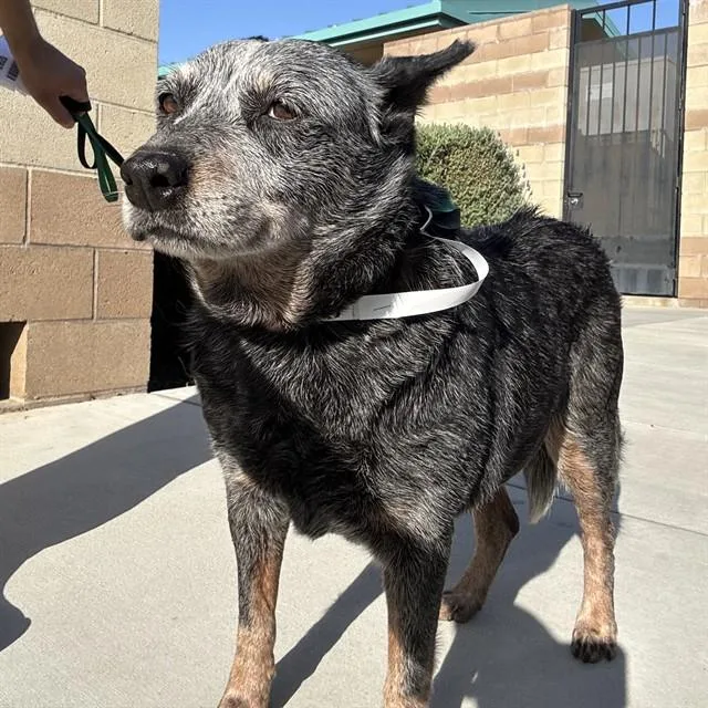 A senior medium-sized female Australian Cattle Dog / Blue Heeler dog named Lady for adoption in Riverside, CA