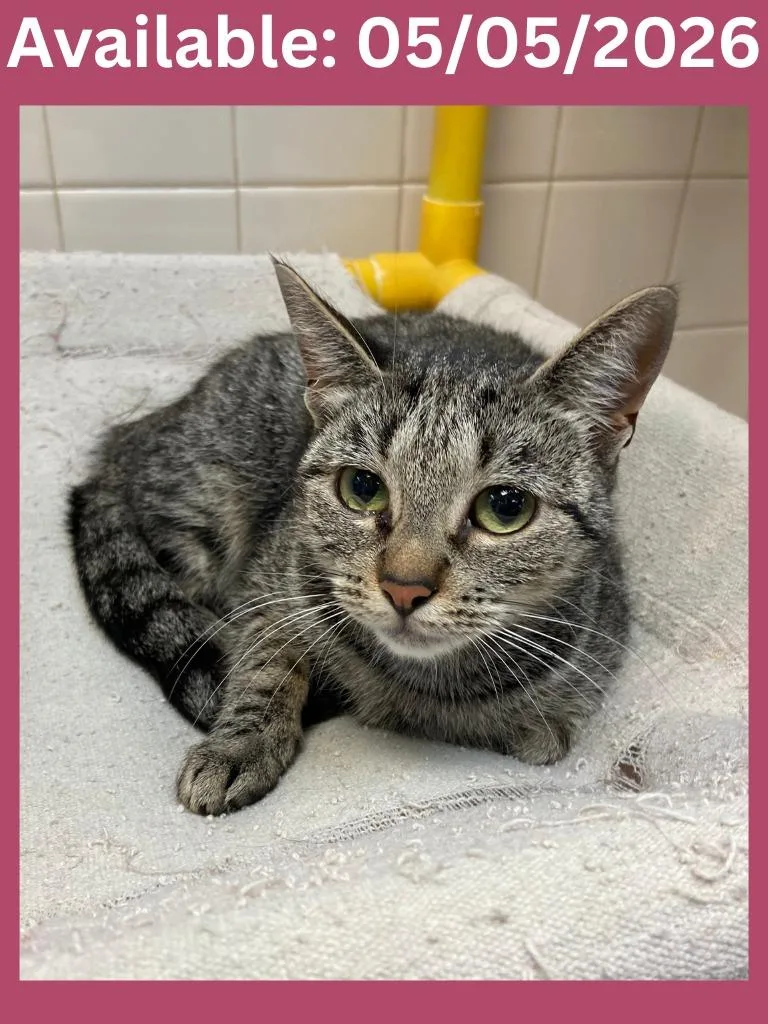 A young medium-sized female Domestic Short Hair cat named Cat Display Biscuit for adoption in Greenville, TX