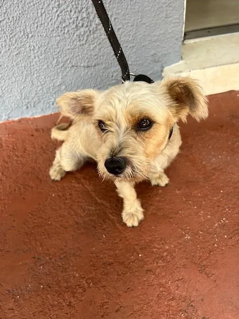 An adult small-sized male Schnauzer dog named Sammy for adoption in Miami, FL