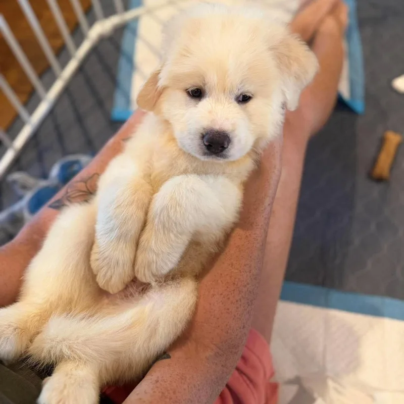 Teddy Bear thumbnail 2