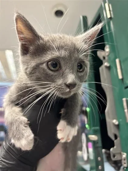 A baby small-sized female Gray / Blue / Silver Domestic Short Hair cat named Meowsicle for adoption in El Paso, TX