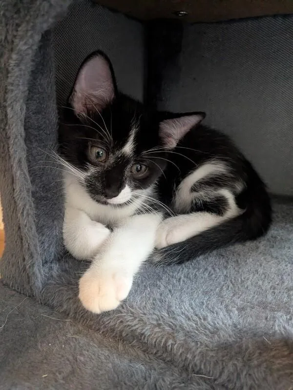 A baby medium-sized male Black Tuxedo cat named Scrabble  Games Litter for adoption in Anthem, AZ