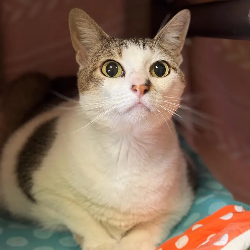 An adult extra large-sized female White Domestic Medium Hair cat named Coraline for adoption in Santa Barbara, CA