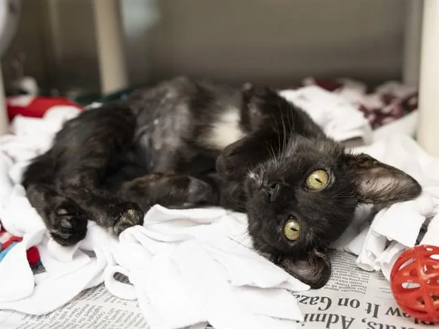 A baby small-sized female Domestic Short Hair cat named Shakira for adoption in Phoenix, AZ