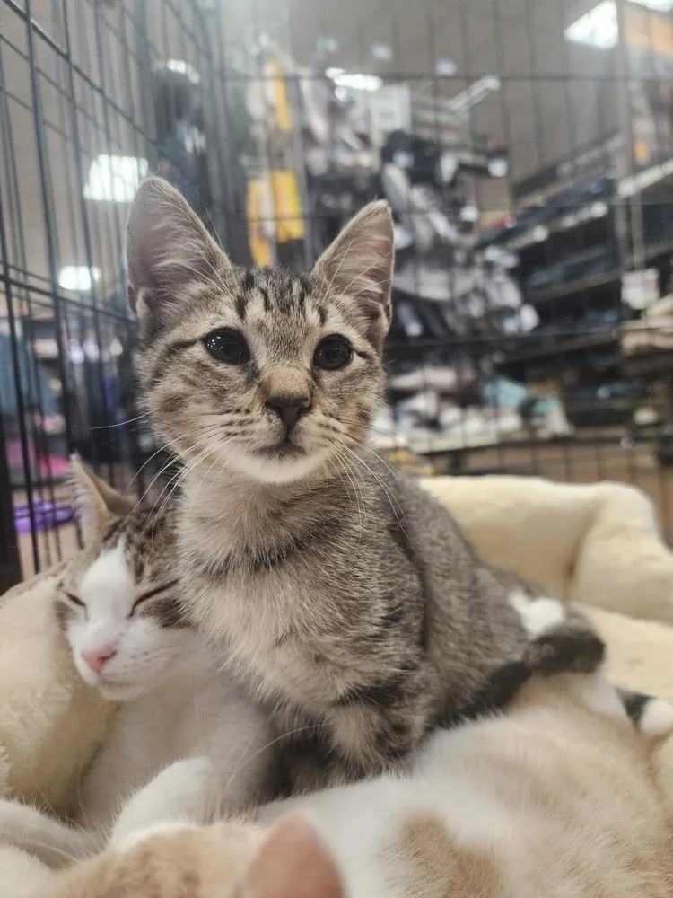 A baby small-sized male Gray / Blue / Silver Domestic Short Hair cat named Burlap for adoption in Troy, AL