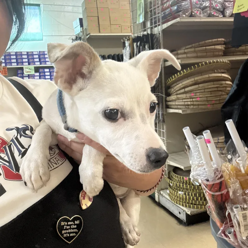 A baby small-sized male Apricot / Beige Chihuahua dog named Sol for adoption in Fresno, CA
