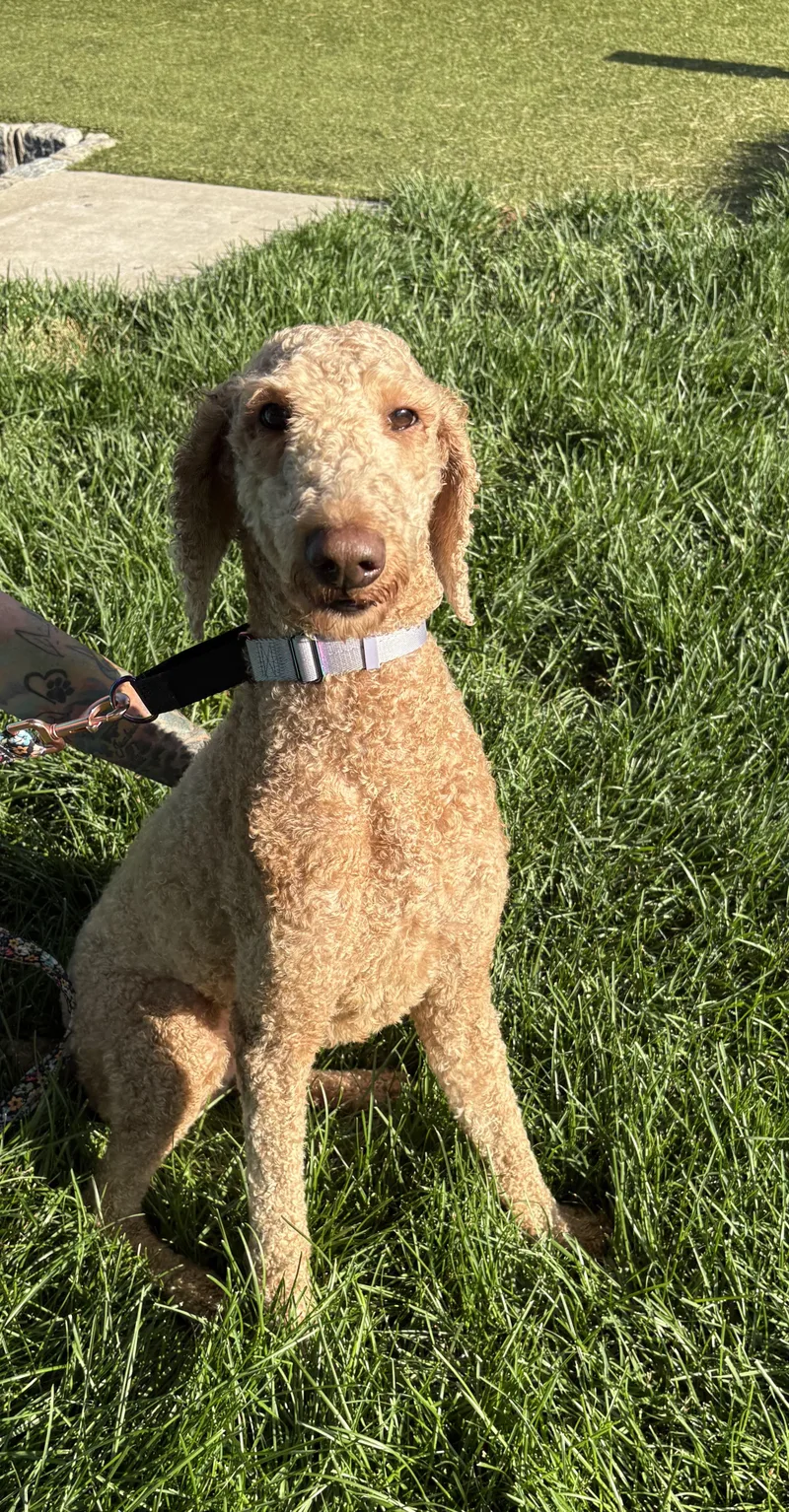 A young medium-sized female Standard Poodle dog named Luna for adoption in Hamilton, NJ