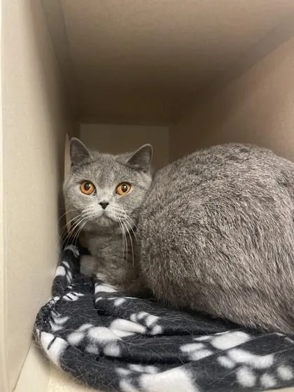 An adult medium-sized female British Shorthair cat named Alice for adoption in Quakertown, PA
