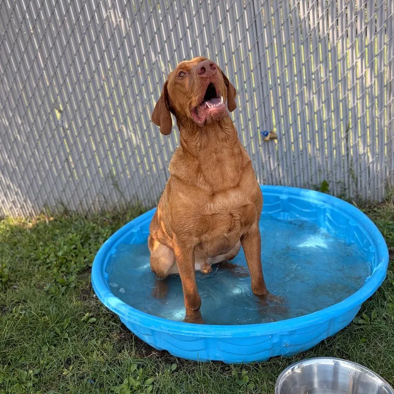 Rufus