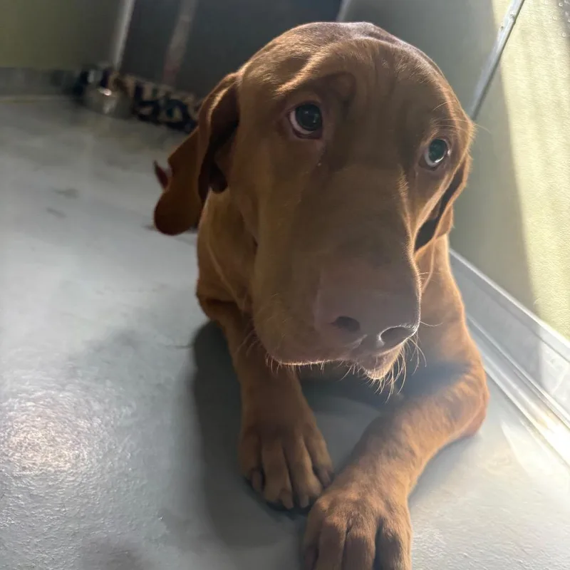 Rufus thumbnail 3