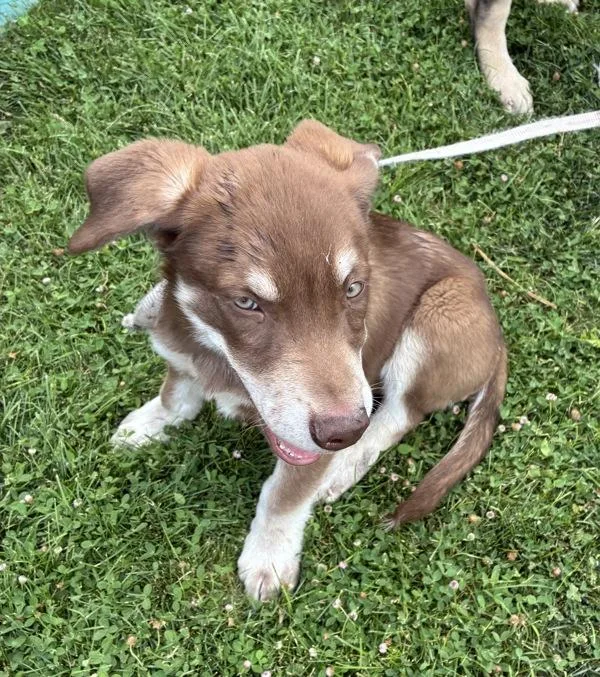 A baby medium-sized male Siberian Husky dog named Sheriff for adoption in Salt Lake City, UT