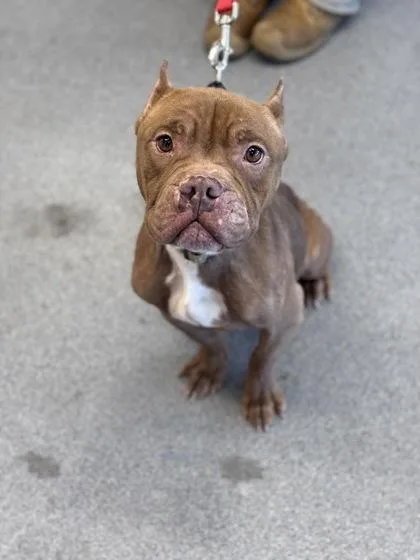 An adult medium-sized female Mixed Breed dog named Betty Boo for adoption in West Chester, PA