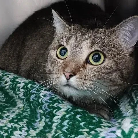 An adult small-sized female Brown / Chocolate Domestic Short Hair cat named Cordon Bleu for adoption in Winthrop, ME