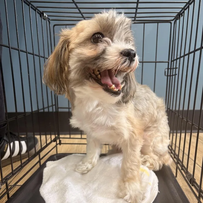 A senior small-sized female Shih Tzu dog named Coco Chanel for adoption in Newark, NJ