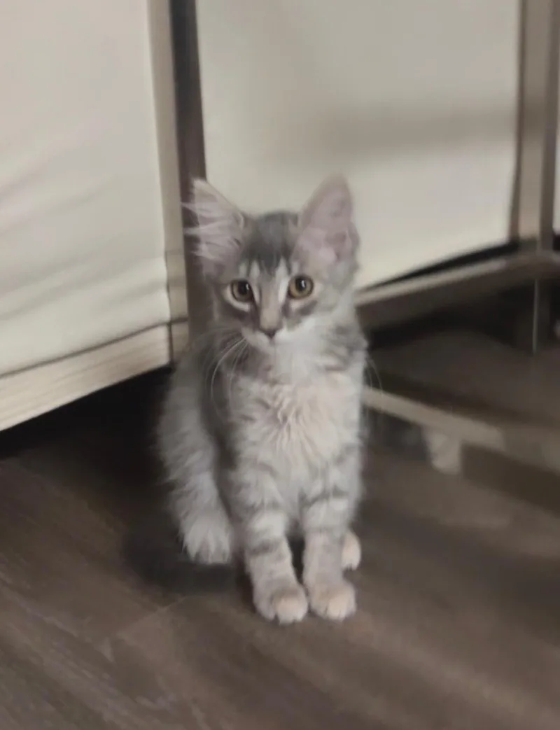 A baby medium-sized female Tabby (Gray / Blue / Silver) Domestic Medium Hair cat named Furball for adoption in Davis, CA