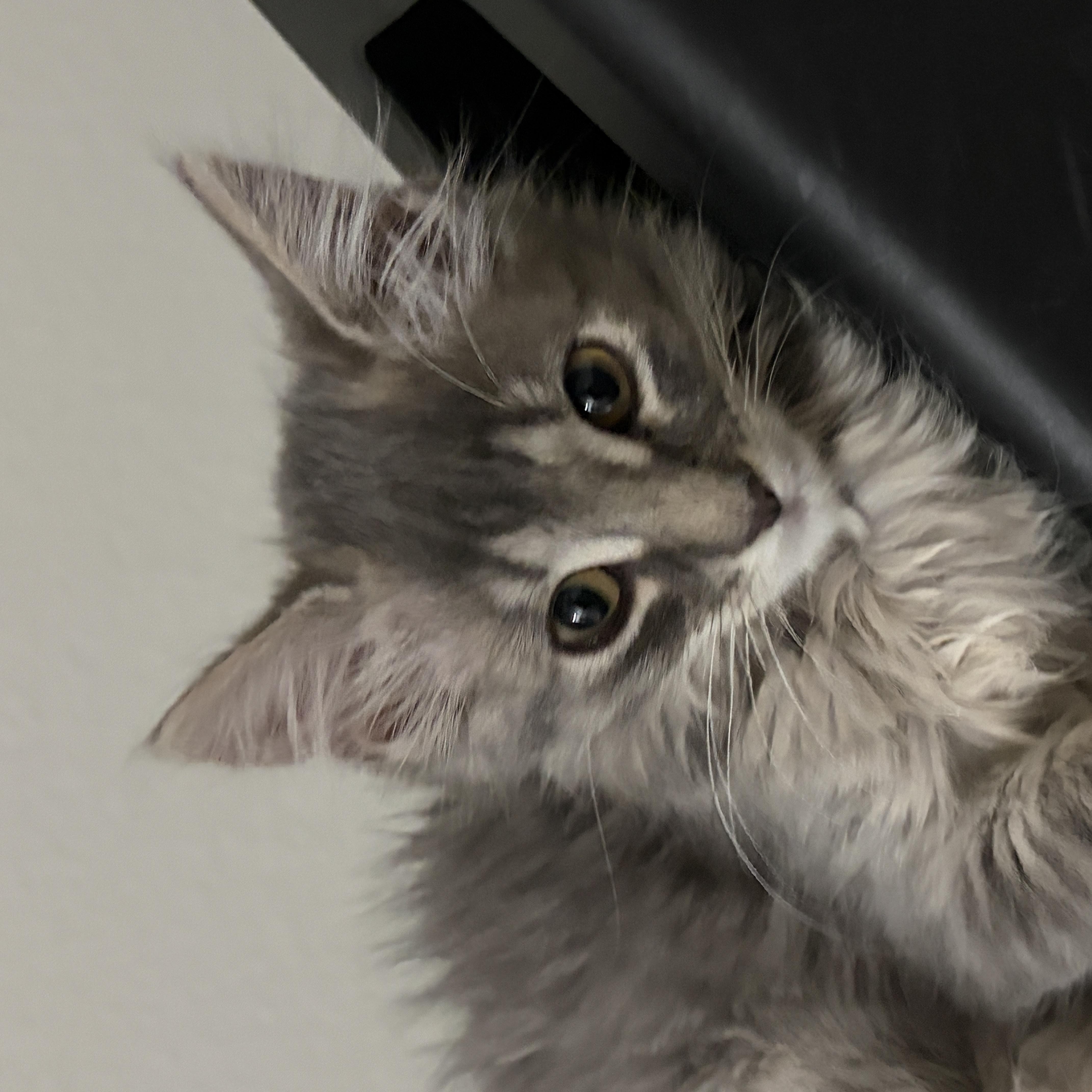 Furball thumbnail 2