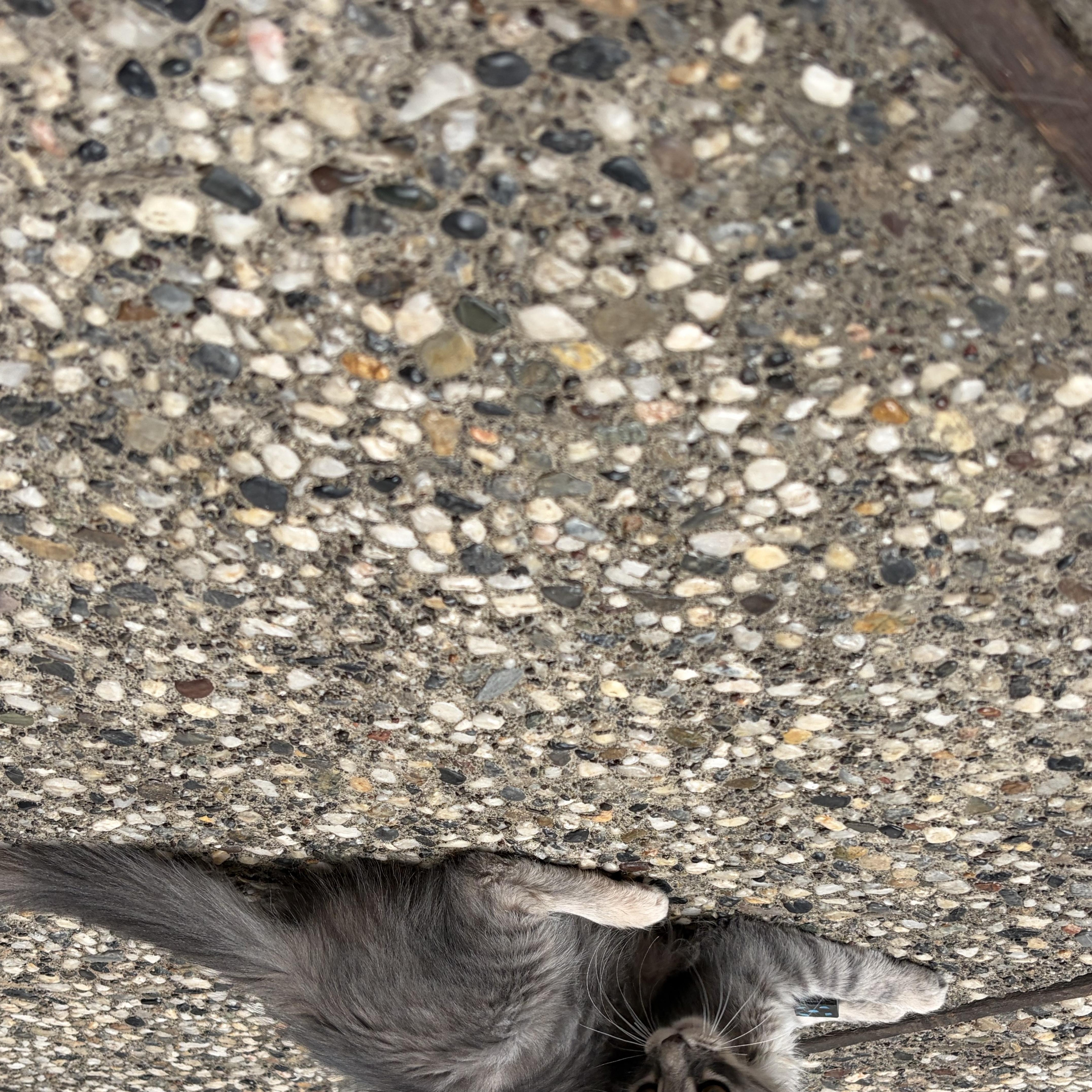 Furball thumbnail 3
