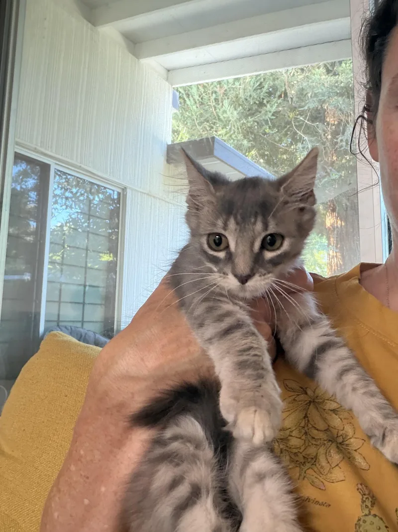 Furball thumbnail 4