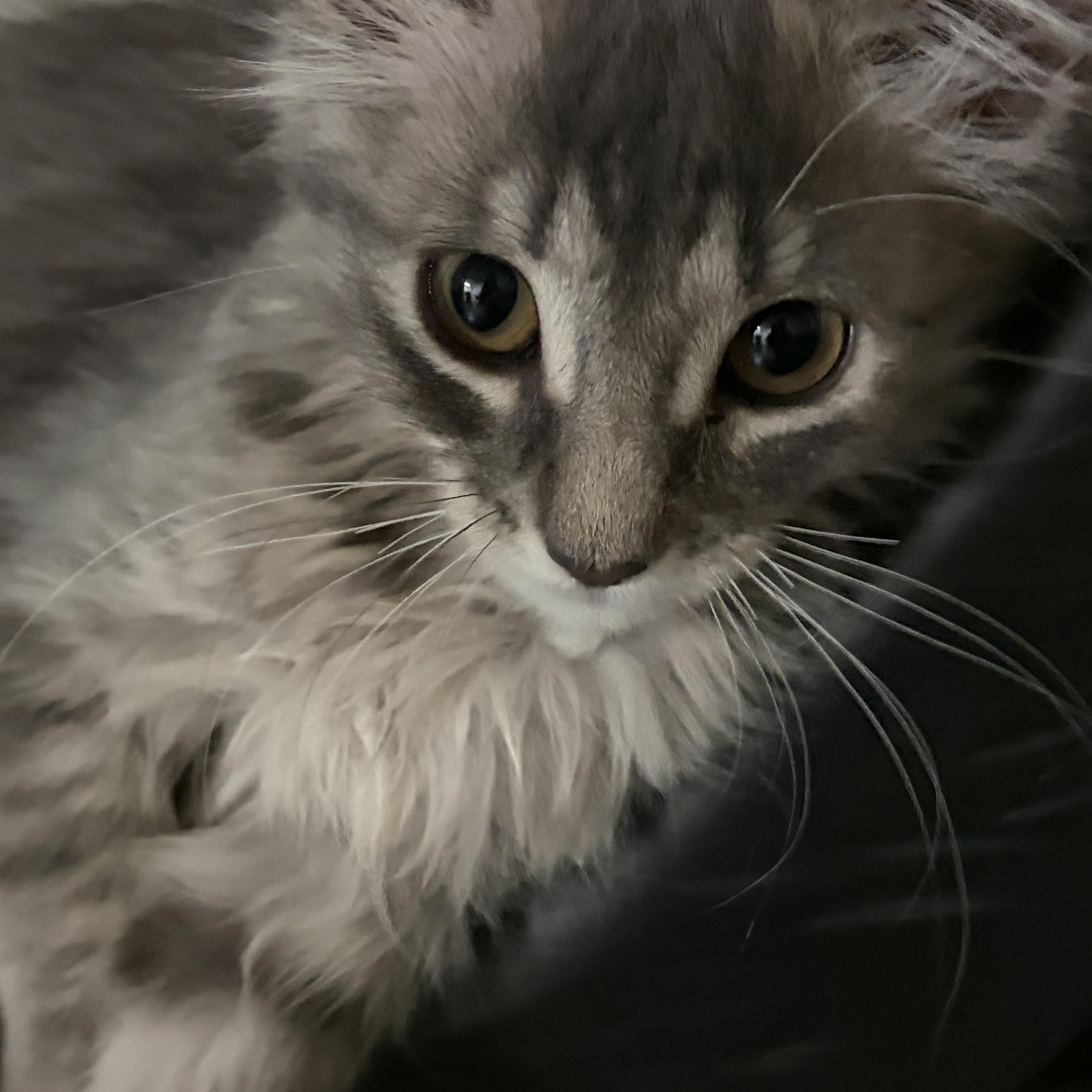 Furball thumbnail 5