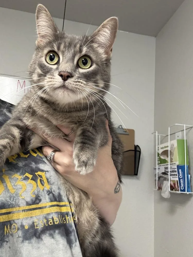 An adult small-sized female Domestic Short Hair cat named Trouble for adoption in Bolivar, MO