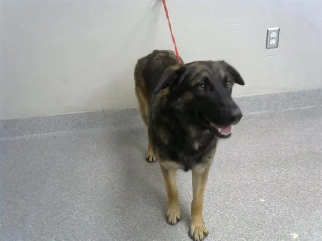 A young large-sized male German Shepherd Dog dog named Toody for adoption in Pasadena, TX