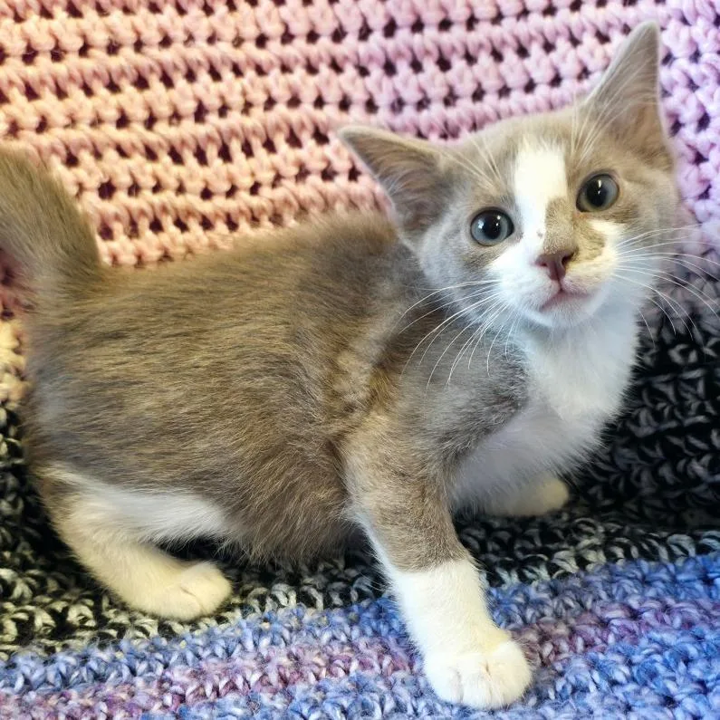 A baby small-sized male Lilac Point Domestic Short Hair cat named Freckle for adoption in Mount Juliet, TN