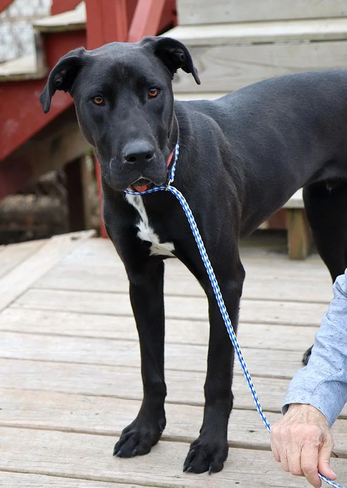 A young medium-sized male Black Great Dane dog named Frank for adoption in Kansas City, KS