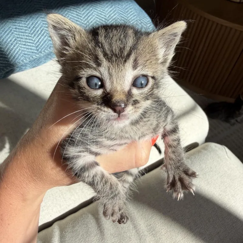 A baby small-sized male Brown / Chocolate Domestic Short Hair cat named Lucky for adoption in Tustin, CA