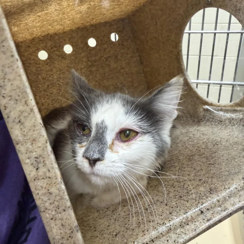 An adult small-sized female White Domestic Short Hair cat named Push Up for adoption in Winston-Salem, NC
