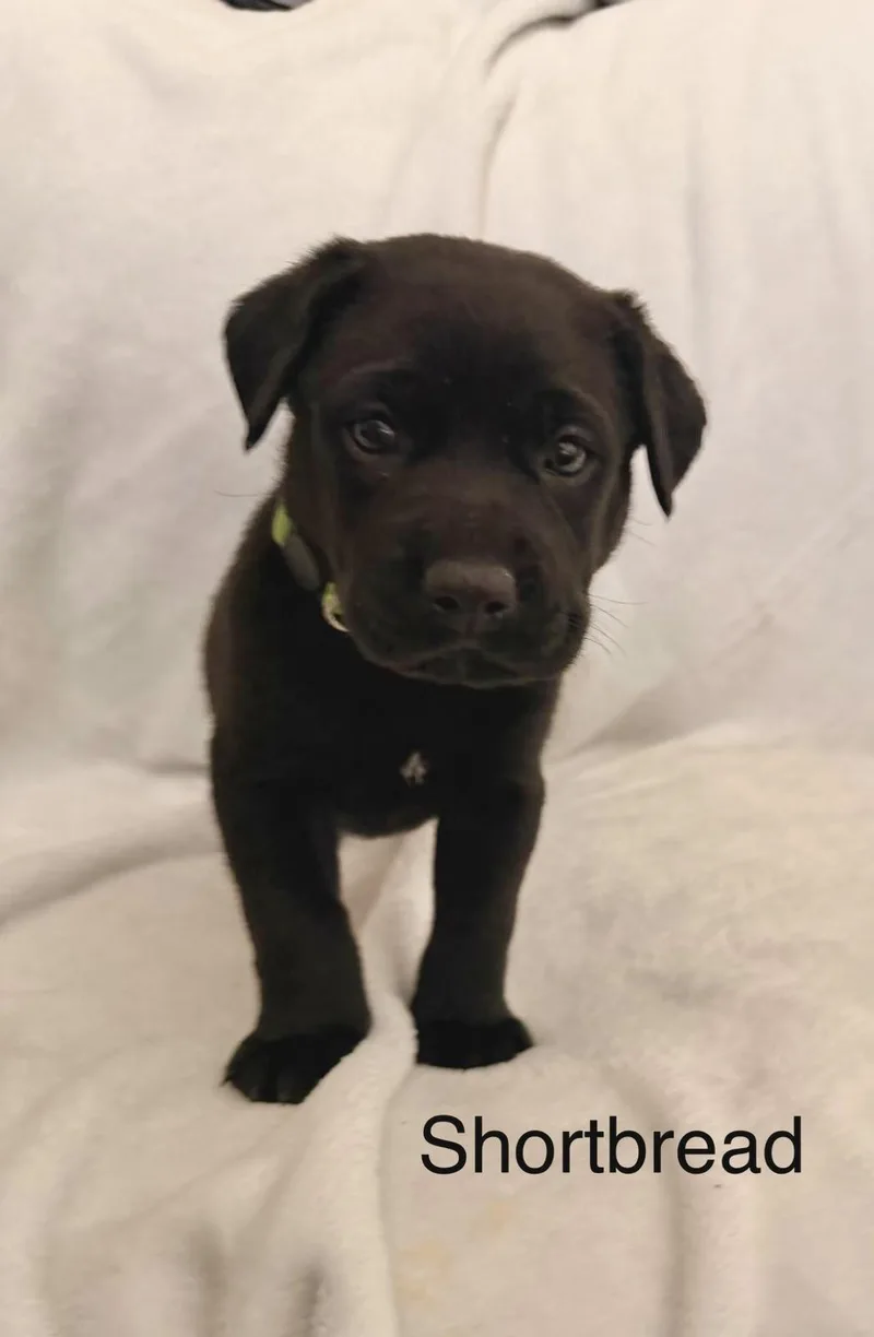 A baby small-sized male Labrador Retriever dog named Shortbread for adoption in Discovery Bay, CA