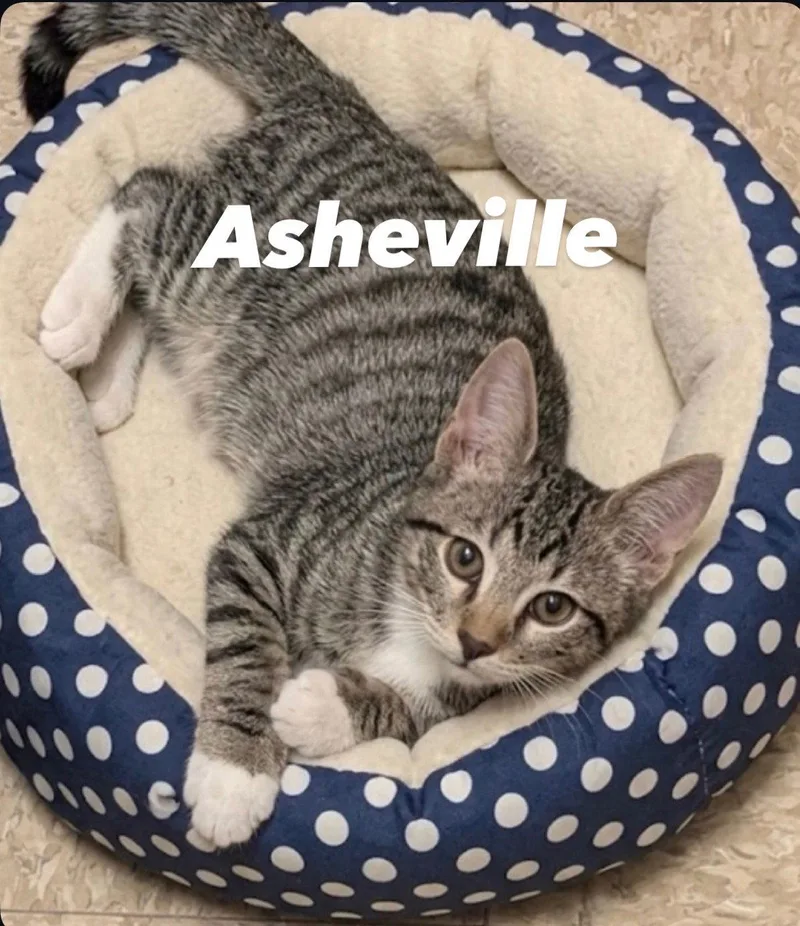 A baby medium-sized male Tabby cat named Asheville for adoption in Chandler, AZ