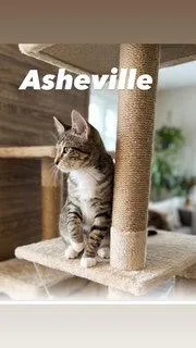 Asheville thumbnail 2