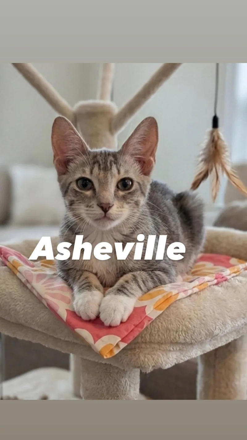 Asheville thumbnail 3