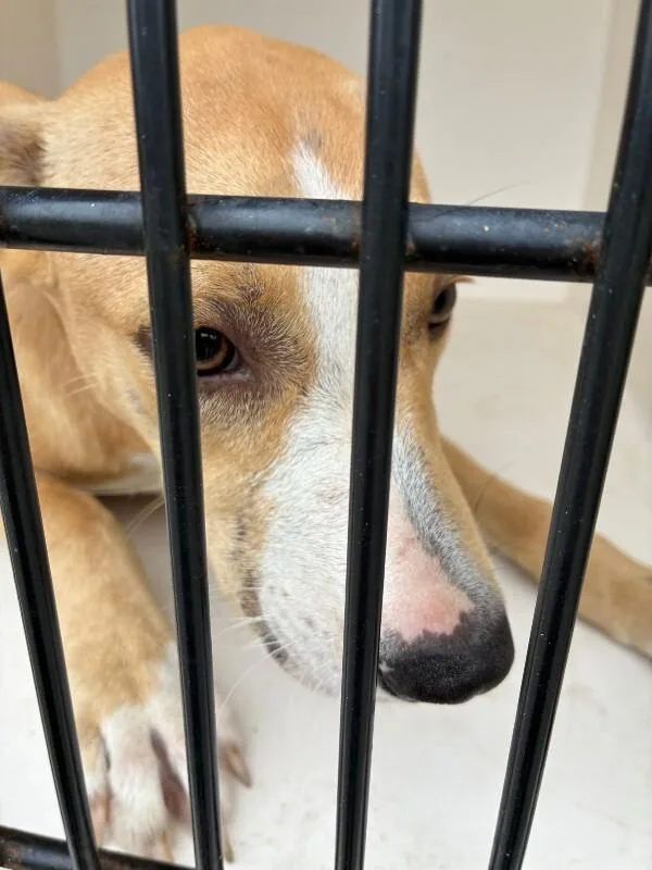 An adult medium-sized female Yellow / Tan / Blond / Fawn Mixed Breed dog named Candy for adoption in Mobile, AL