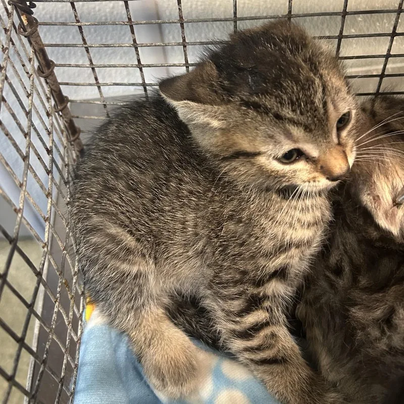 A baby small-sized male Brown / Chocolate Domestic Short Hair cat named Orbit for adoption in San Gabriel, CA