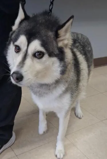 A young medium-sized male Siberian Husky dog named Steele for adoption in Killeen, TX