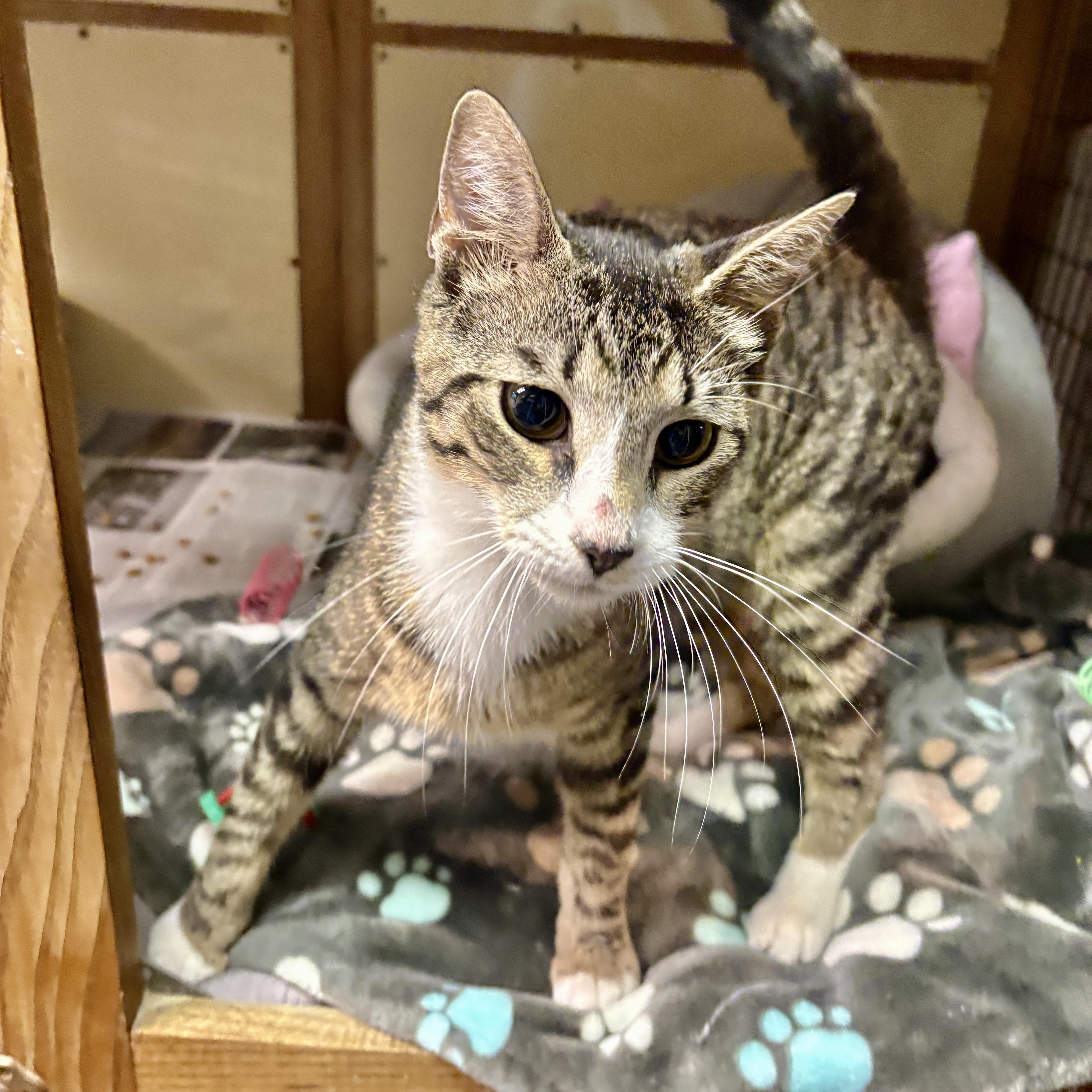 A young medium-sized female Tabby (Buff / Tan / Fawn) Domestic Short Hair cat named Oyster for adoption in Beacon, NY
