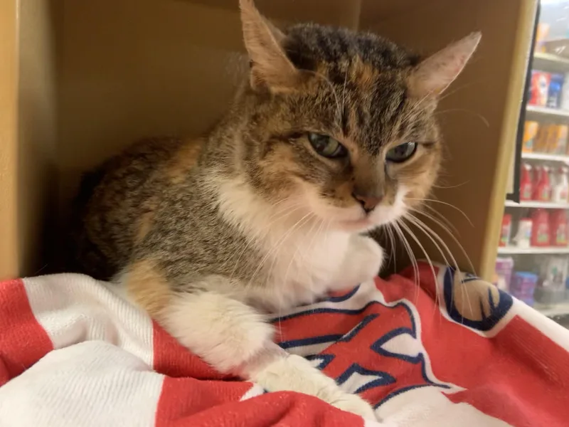 A young medium-sized female Calico Domestic Short Hair cat named Frances for adoption in Worcester, MA