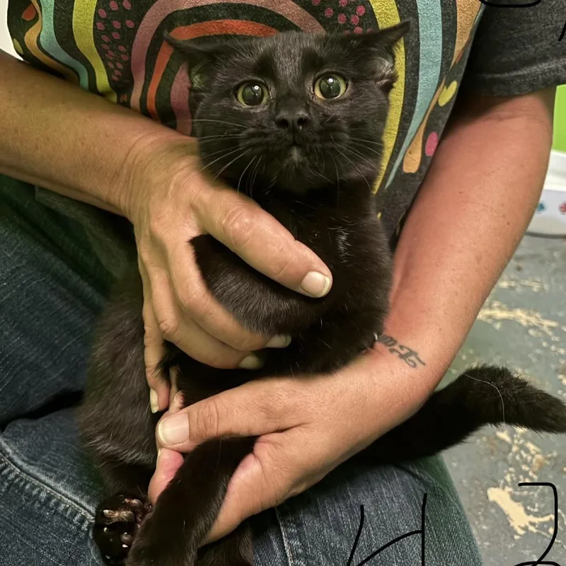 A baby small-sized female Black Domestic Short Hair cat named Gretchen for adoption in Midland, TX