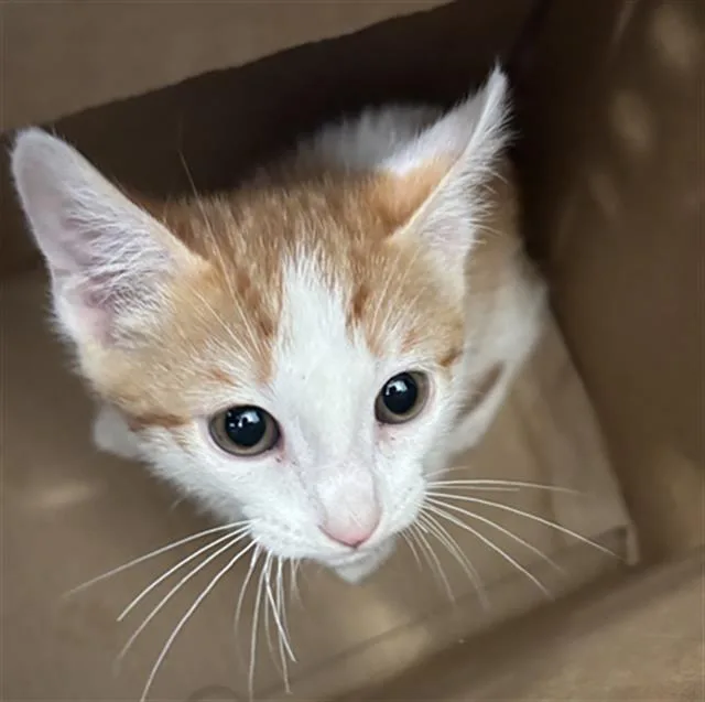 A baby medium-sized male Domestic Short Hair cat named Tony for adoption in Dallas, TX