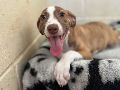 A baby small-sized female Mixed Breed dog named Boba for adoption in Newberg, OR