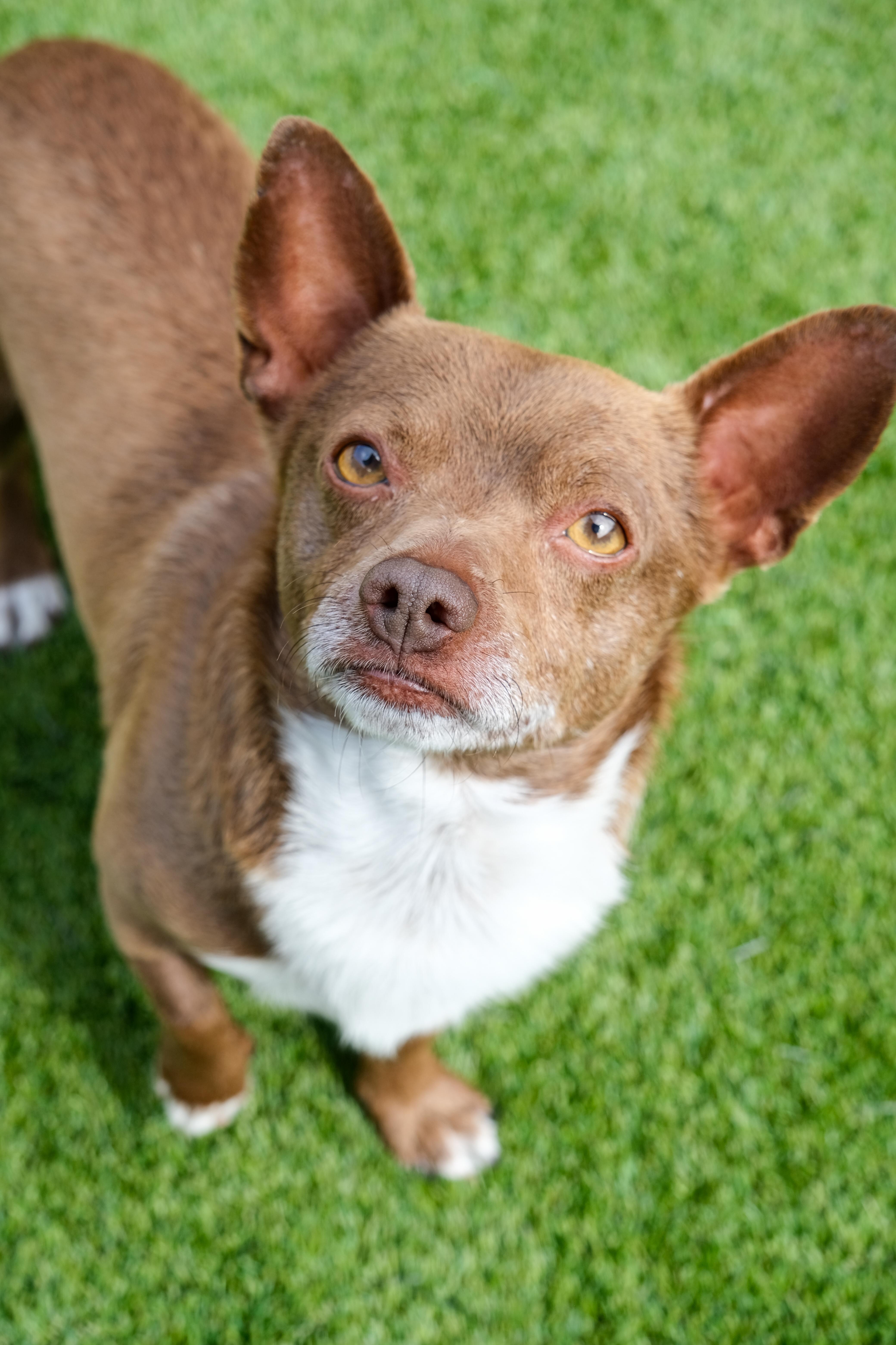 An adult small-sized male Yellow / Tan / Blond / Fawn Chihuahua dog named Presley for adoption in Newport Beach, CA