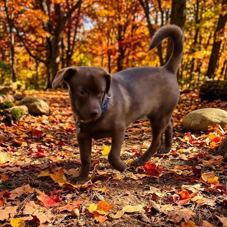 A baby small-sized female Dachshund dog named Mina for adoption in Coldwater, MI